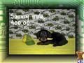 Dachshund